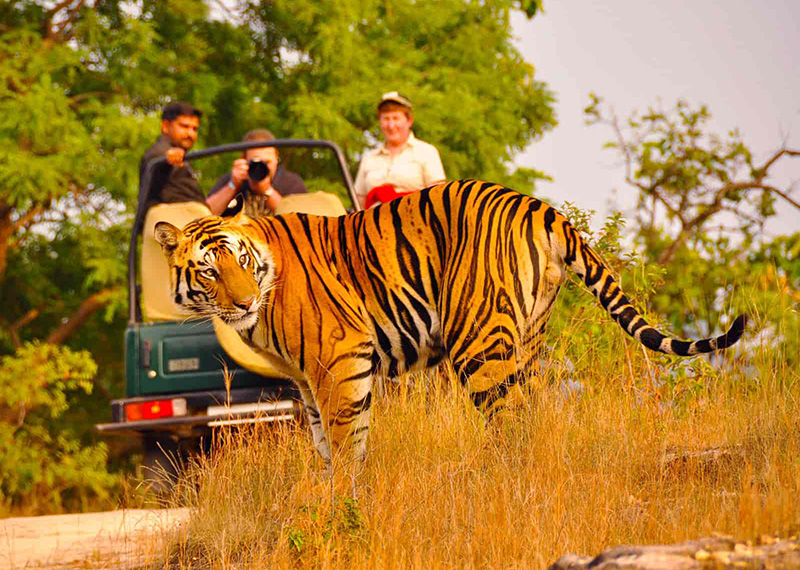Golden Triangle Tour With Royal Tiger